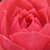 Ružičasta - Patuljasta ruža  - Rennie's Pink
